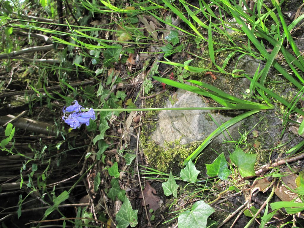 Hyacinthoides non-scripta